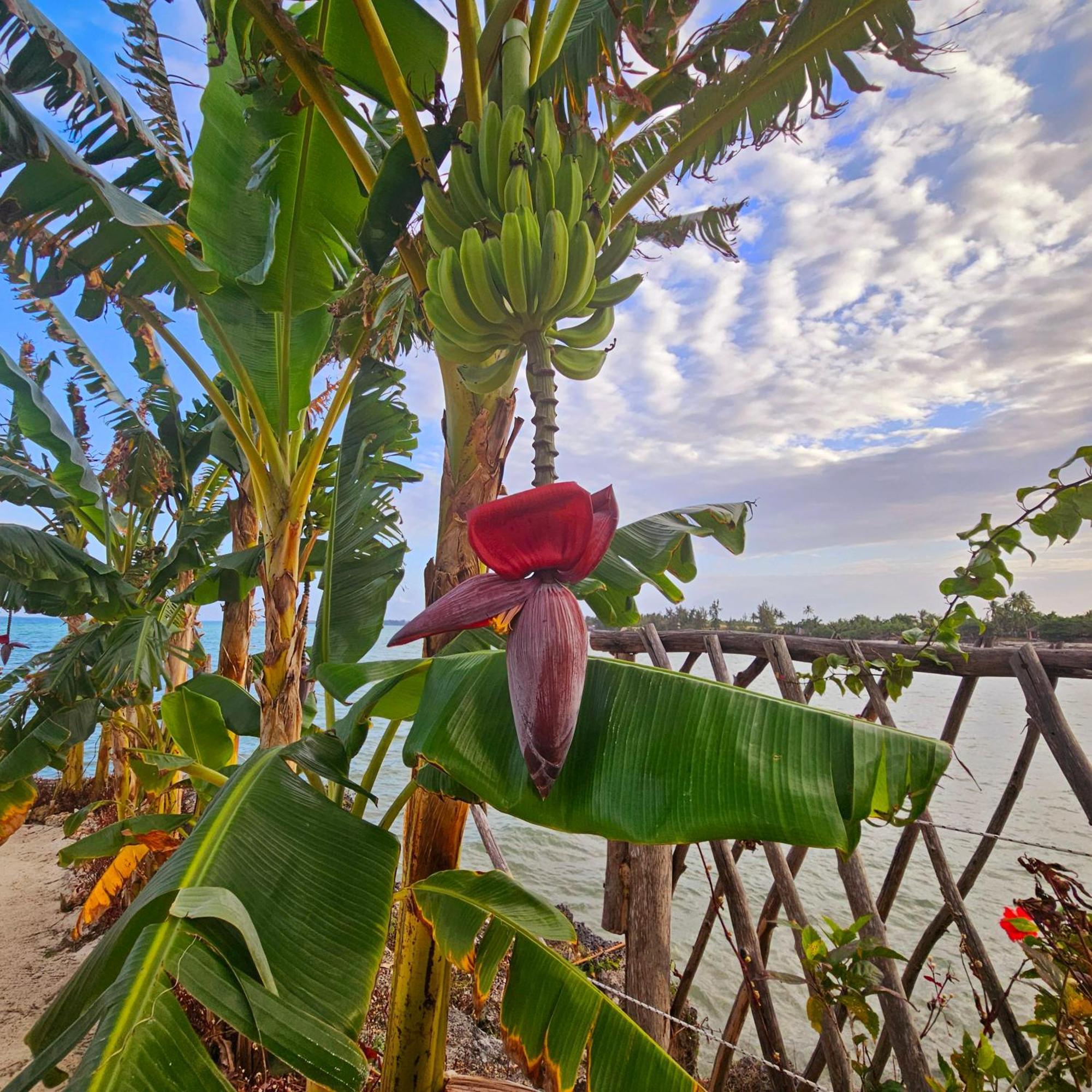 Maharaja Boutique Hotel Zanzibar Làng Làng Uroa Ngoại thất bức ảnh